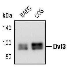 Invitrogen DVL3 Polyclonal Antibody 100 &mu;L | Buy Online | Invitrogen&trade; | Fisher Scientific