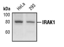 Invitrogen IRAK1 Polyclonal Antibody 100 &mu;L; Unconjugated:Antibodies,