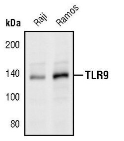 Invitrogen TLR9 Polyclonal Antibody 100 &mu;L; Unconjugated:Antibodies,