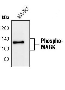 Invitrogen Phospho-MARK1/MARK2/MARK3 (Thr215, Thr208, Thr234) Polyclonal