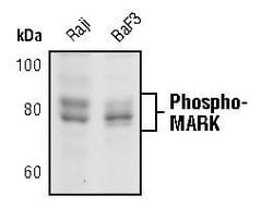 Invitrogen Phospho-MARK1/MARK2/MARK3 (Thr215, Thr208, Thr234) Polyclonal