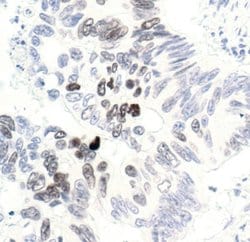 Invitrogen Phospho-Histone H3 (Thr3) Polyclonal Antibody 100 &mu;L | Buy Online | Invitrogen&trade; | Fisher Scientific