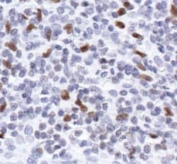Invitrogen PU.1 Polyclonal Antibody 100 &mu;L; Unconjugated:Antibodies,