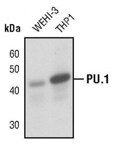 Invitrogen PU.1 Polyclonal Antibody 100 &mu;L; Unconjugated:Antibodies,