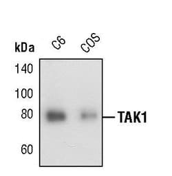 Invitrogen TAK1 Polyclonal Antibody 100 &mu;L; Unconjugated:Antibodies,