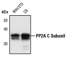 Invitrogen PP2A alpha Polyclonal Antibody 100 &mu;L; Unconjugated:Antibodies,