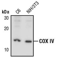 Invitrogen COX4 Polyclonal Antibody 100 &mu;L; Unconjugated:Antibodies,