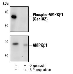Invitrogen Phospho-AMPK beta-1 (Ser182) Polyclonal Antibody 100 &mu;L;
