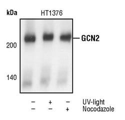 Invitrogen GCN2 Polyclonal Antibody 100 &mu;L; Unconjugated:Antibodies,