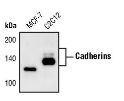 Invitrogen N-cadherin Polyclonal Antibody 100 &mu;L; Unconjugated:Antibodies,