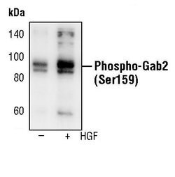 Invitrogen Phospho-GAB2 (Ser159) Polyclonal Antibody 100 &mu;L; Unconjugated:Antibodies,