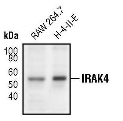 Invitrogen IRAK4 Polyclonal Antibody 100 &mu;L; Unconjugated:Antistoffer
