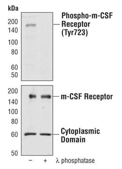 Invitrogen CSF1R Polyclonal Antibody 100 &mu;L; Unconjugated:Antibodies,