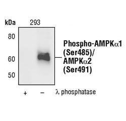 Invitrogen Phospho-AMPK alpha-1,2 (Ser485, Ser491) Polyclonal Antibody