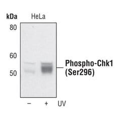 Invitrogen Phospho-CHK1 (Ser296) Polyclonal Antibody 100 &mu;L | Buy Online | Invitrogen&trade; | Fisher Scientific