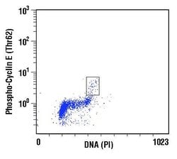 Invitrogen Phospho-Cyclin E (Thr62) Polyclonal Antibody 100 &mu;L | Buy Online | Invitrogen&trade; | Fisher Scientific