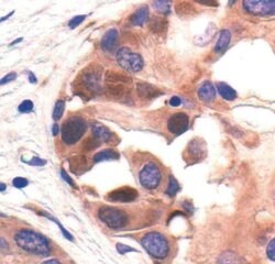 Invitrogen PABP Polyclonal Antibody 100 &mu;L; Unconjugated:Antibodies,