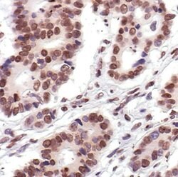 Invitrogen Histone H2A Polyclonal Antibody 100 &mu;L; Unconjugated:Antibodies,