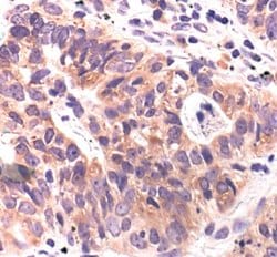 Invitrogen APS Polyclonal Antibody 100 &mu;L; Unconjugated:Antibodies,