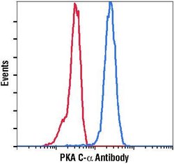 Invitrogen PKA alpha Polyclonal Antibody 100 &mu;L; Unconjugated:Antibodies,