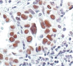 Invitrogen GTF2I Polyclonal Antibody 100 &mu;L; Unconjugated:Antibodies,