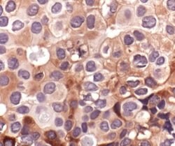 Invitrogen Phospho-HSP27 (Ser78) Polyclonal Antibody 100 &mu;L; Unconjugated:Antibodies,