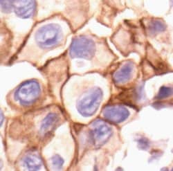 Invitrogen Phospho-SRC (Tyr530) Polyclonal Antibody 100 &mu;L; Unconjugated:Antibodies,