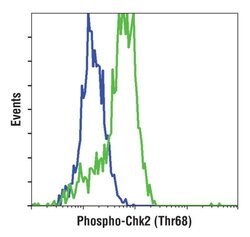 Invitrogen Phospho-CHK2 (Thr68) Polyclonal Antibody 100 &mu;L | Buy Online | Invitrogen&trade; | Fisher Scientific