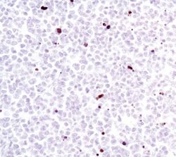 Invitrogen Lamin A (Cleaved Asp230) Polyclonal Antibody 100 &mu;L; Unconjugated:Antibodies,