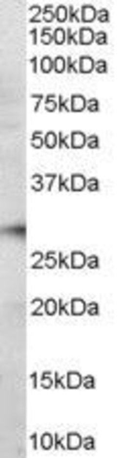 PD-1 Polyclonal Antibody, Invitrogen 100 &mu;g; Unconjugated:Antibodies,