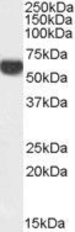 Perilipin 1 Polyclonal Antibody, Invitrogen 100 &mu;g; Unconjugated:Antibodies,
