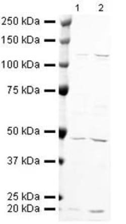Invitrogen BAF53A Polyclonal Antibody 100 &mu;g; Unconjugated:Antibodies,