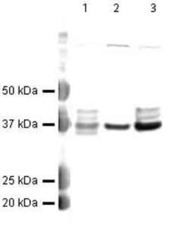 hnRNP A1 Polyclonal Antibody, Invitrogen 100 &mu;g; Unconjugated:Antibodies,