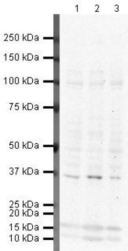 Invitrogen YBX1 Polyclonal Antibody 100 &mu;g; Unconjugated:Antibodies,