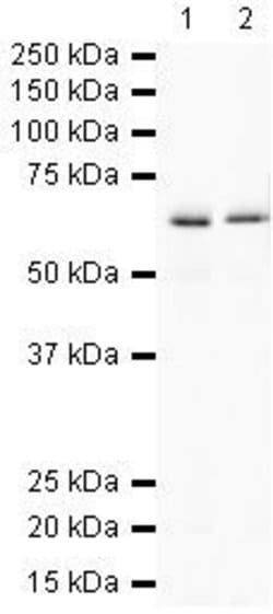 PTPRG Polyclonal Antibody, Invitrogen&trade;