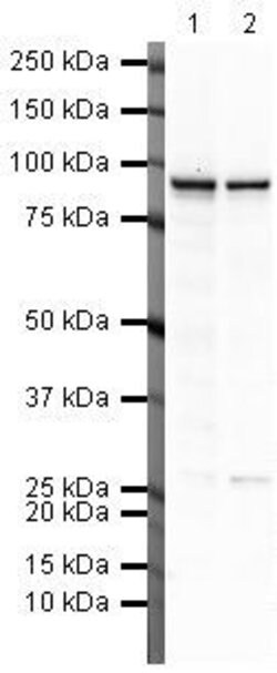 Invitrogen beta Catenin Polyclonal Antibody 100 &mu;g; Unconjugated:Antibodies,