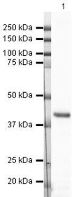 Invitrogen GAP43 Polyclonal Antibody 100 &mu;g; Unconjugated:Antibodies,