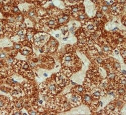 Invitrogen COX4 Polyclonal Antibody 100 &mu;g; Unconjugated:Antibodies,