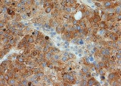 Invitrogen GRP78 Polyclonal Antibody 100 μg; Unconjugated:Antibodies,