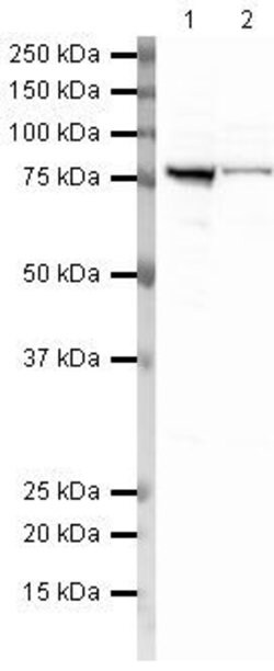 Invitrogen GRP78 Polyclonal Antibody 100 μg; Unconjugated:Antibodies,