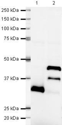 Invitrogen LEFTY Polyclonal Antibody 100 &mu;g; Unconjugated:Antibodies,