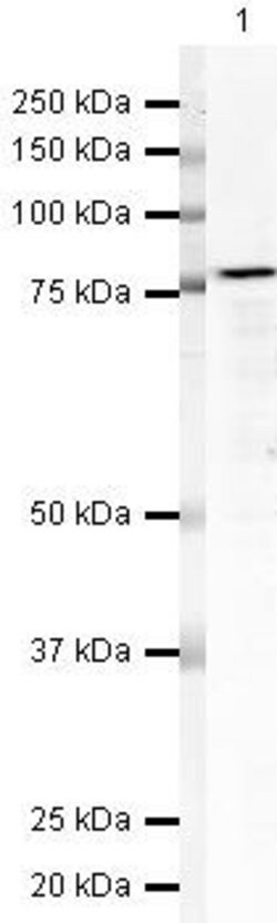 Invitrogen Nucleolin Polyclonal Antibody 100 μg; Unconjugated:Antibodies,