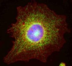 Invitrogen cIAP2 Polyclonal Antibody 100 &mu;g; Unconjugated:Antibodies,