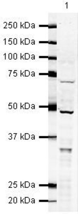 Invitrogen cIAP2 Polyclonal Antibody 100 &mu;g; Unconjugated:Antibodies,