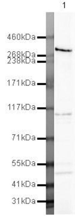 Invitrogen NOTCH3 Polyclonal Antibody 100 &mu;g; Unconjugated:Antibodies,