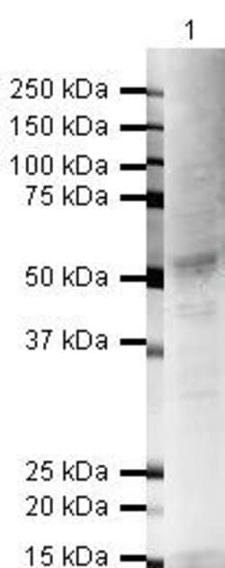 Invitrogen FOXA2 Polyclonal Antibody 100 &mu;g; Unconjugated:Antibodies,