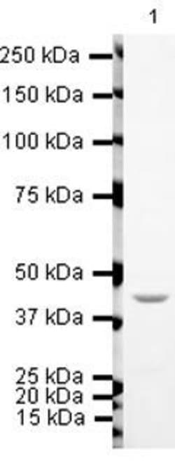 Invitrogen TIP60 Polyclonal Antibody 100 &mu;g | Buy Online | Invitrogen&trade; | Fisher Scientific