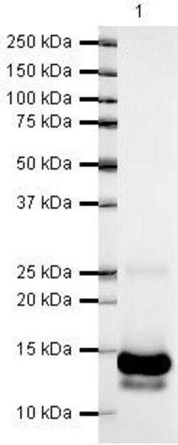 PDGF-B Polyclonal Antibody:Antibodies, Polyclonal