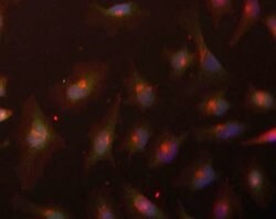 ASF1A Polyclonal Antibody, Invitrogen 100 &mu;g; Unconjugated:Antibodies,