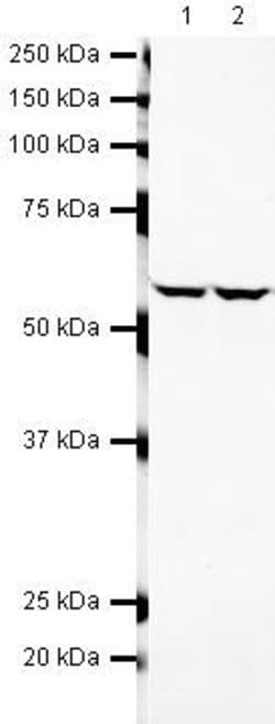 PRP19 Polyclonal Antibody:Antibodies, Polyclonal